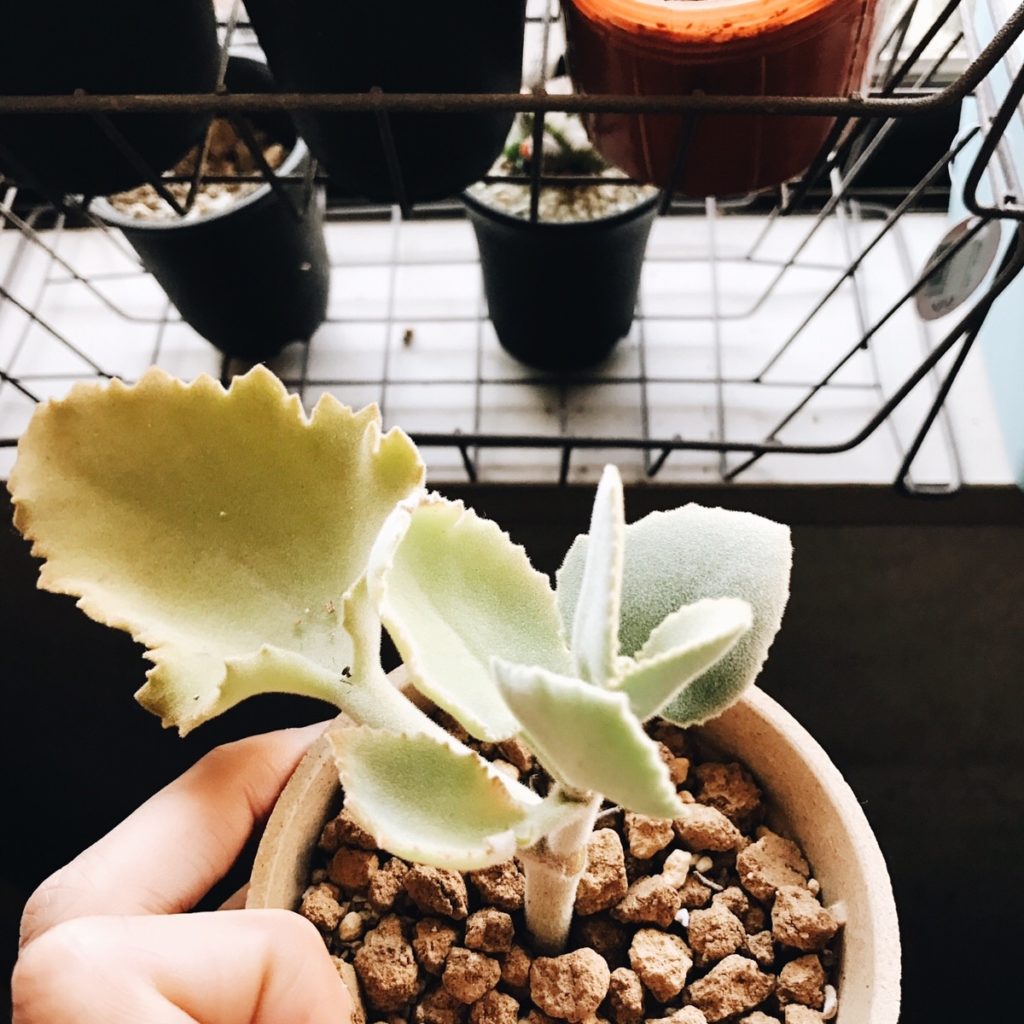 朝起きたら、植物の観察と水が足りているかのチェックで目覚める朝は良いですよ。歯磨きしながら植物の観察をするのも時間の短縮になります。植物のおかげで余裕を持って、通学・通勤できますね！  挿し木したカランコエ（多肉植物）が新しい芽を出しました。嬉しいですね。