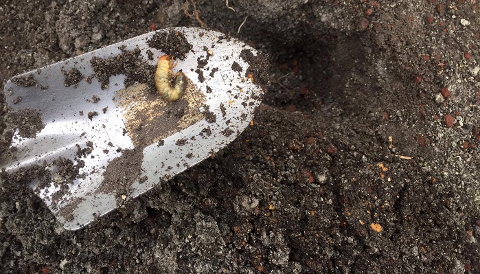 コガネムシの幼虫は大変食欲が旺盛で、たった2匹ほどでも、3ｍほどのミモザに影響が出るほど根を食い散らかしてしまいます。成虫を木の周りで見かけたら、オルトラン粒剤など、地表に撒いて浸透させるタイプのものをまくなど早めの対策がおすすめです。