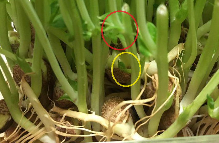 最初の重要ポイントです！豆苗にはわき芽があります。このわき芽を2つ残した状態で収穫することがポイントになります。このわき芽の部分が見つからない方は、種から少し離れたところからカットしてください。