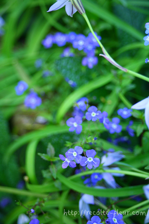 青い花　ベロニカ・オックスフォードブルー