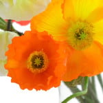 春の花！ポピーの魅力と生け方