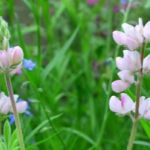 移植を嫌うって？気をつけたい「直根性」の植物【冬～春編】