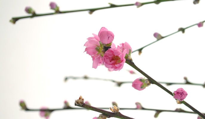 桃｜桃の花と梅、桜の違いは？
