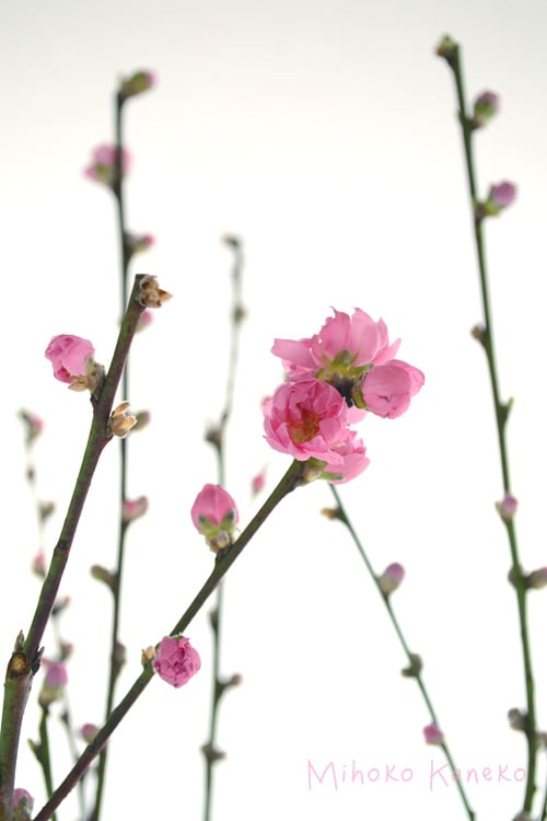 ひな祭りは桃の花を生けよう 桃の枝の選び方と生け方のポイント 花の咲く時期は Lovegreen ラブグリーン