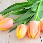 チューリップの生け方と飾り方｜切り花を長持ちさせるコツ