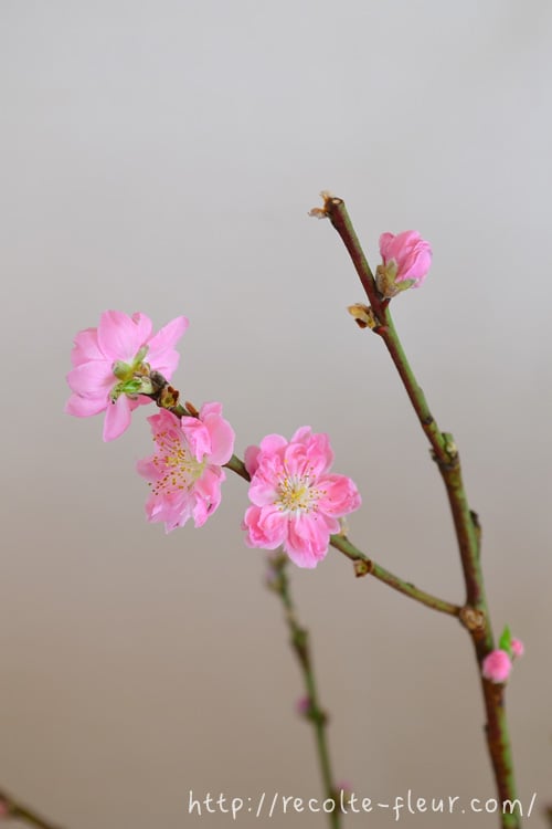 ひな祭りは桃の花を生けよう！桃の枝の選び方と生け方のポイント、花の