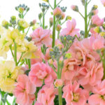 日持ちする花を最後まできれいに見せる４つのお手入れポイント