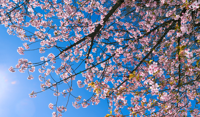 毎年桜を待ち焦がれ、桜の季節を迎えると日本人に生まれて良かったと感動する方も多い桜。この桜を見て楽しんだ後に、美味しいサクランボになったらいいなあと思いませんか？  北海道出身の私にとって、ソメイヨシノは美しいブランド花のようなもの、憧れの気持ちで遠くから本州の桜を眺めていました。実際に札幌で目にする桜は山桜や八重桜、そして今回ご紹介するセイヨウミザクラ(西洋実桜)でした。