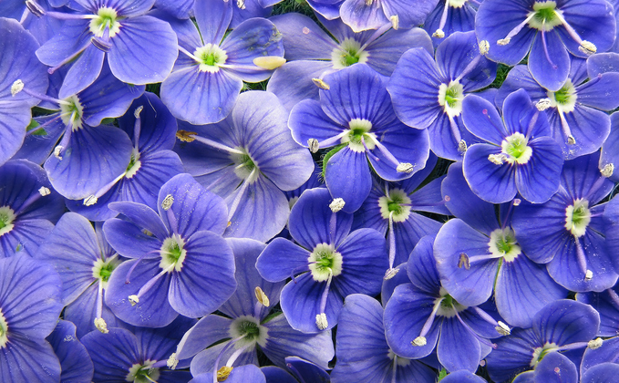 開花期は3～6月、青い小さな可愛い花が咲くベロニカ・オックスフォードブルー。しかも、多年草で寒い時期には葉が赤茶色に紅葉します。お庭のグランドカバーとしてもおすすめなベロニカ・オックスフォードブルーをご紹介します。