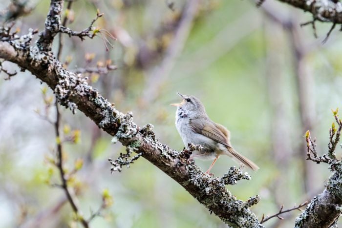 Canva画像　ウグイス　鶯