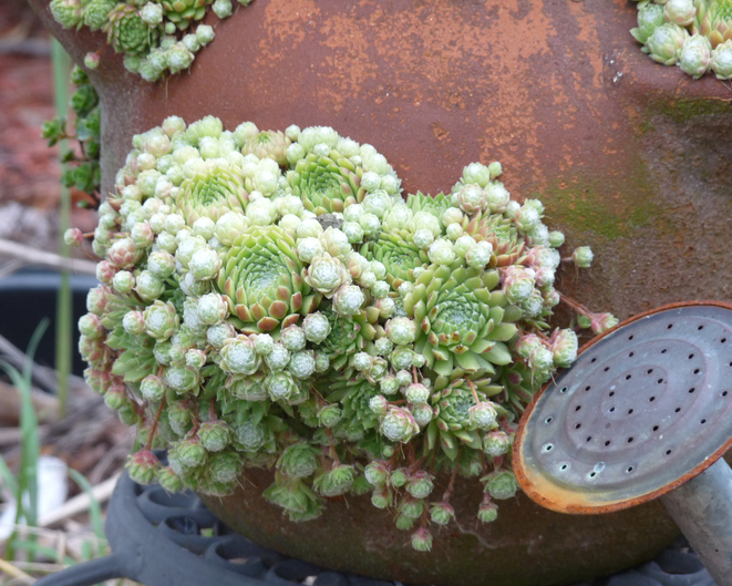 ロゼット状の葉がお花みたい 多肉植物 センペルビウム に注目 Lovegreen ラブグリーン