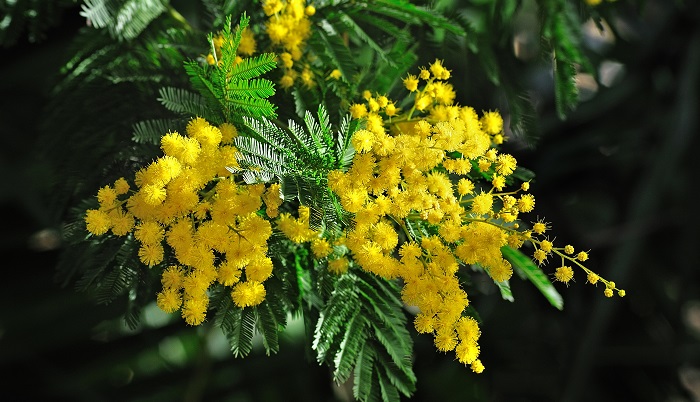 可憐な花をつけるミモザの葉が落ちたその原因は？虫や根腐れなどを