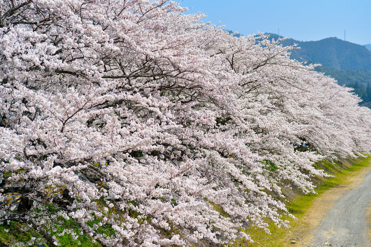 日本の桜 ソメイヨシノが街路樹から消える Lovegreen ラブグリーン