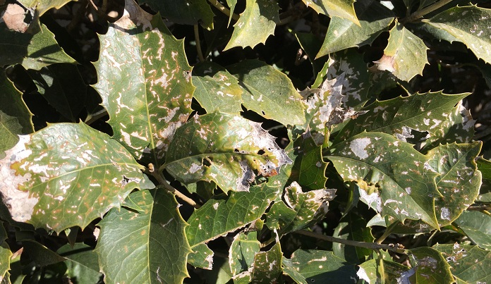 実は害虫だったの 庭木を脅かすテントウムシに似た虫 Lovegreen ラブグリーン