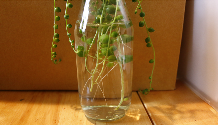 グリーンネックレスの水挿しの増やし方 挿し芽の方法や発根後の管理 Lovegreen ラブグリーン