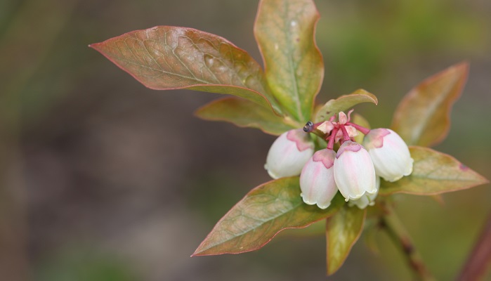 いい香りの花が咲く オススメ果樹 Lovegreen ラブグリーン