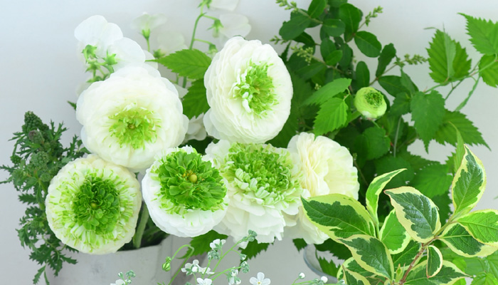 ラナンキュラス・ビアンコフェスティバルは、白系で中心がグリーンなさわやかな雰囲気の品種です。この品種も個体差がとてもある品種で、白とグリーンの色の分量が花によって、まったく違うのです。
