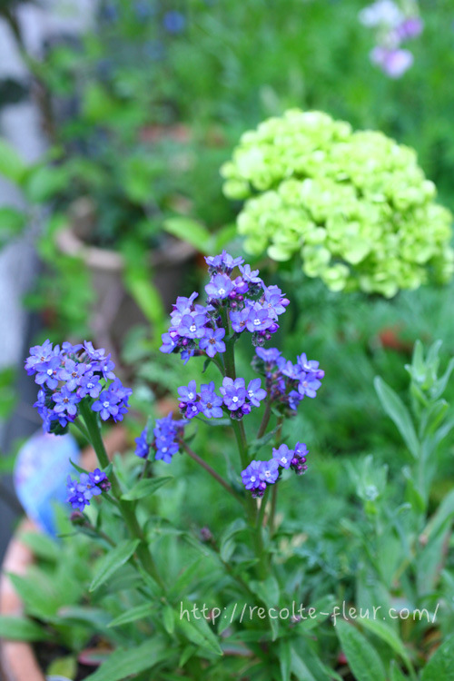 忘れな草そっくり ムラサキ科のかわいい草花5種 Lovegreen ラブグリーン