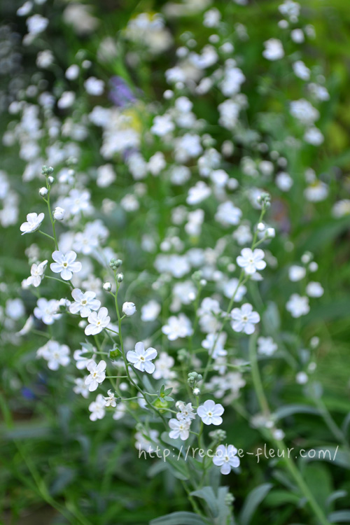オンファロデスは、品種がたくさんあって、一年草ものもあれば、多年草のものもあります。  今回ご紹介するのは、リニフォリア(linifolia)というムラサキ科の一年草で、草丈30㎝～40㎝くらい、白い花を4月～梅雨前くらいまで咲かせます。  オンファロデス・リニフォリアは、白い花に葉っぱがシルバーグリーンなので、シックな寄せ植えにとても重宝します。日当たりが好きで蒸れには弱いので、乾燥気味で育てれば、あとは勝手に育ちます。  オンファロデス・リニフォリアは、こぼれ種でも咲くほど性質は強い草花です。たくさんの花を楽しむには、花がらをまめに摘み取っていれば、多少花期は伸びます。  このオンファロデスの名前の由来は、種の形がへそのような形からきています。真ん中がくぼんで、ちょっとユニークな形なので、機会があったら種をとってみてはいかがでしょうか。  リニフォリアは白花ですが、その他のオンファロデスの品種は、青花や青×白の複色などがあります。