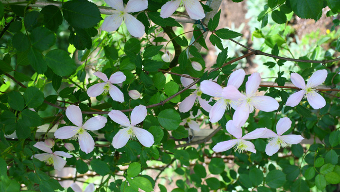 早春にたくさんの花 クレマチス モンタナ の管理ポイント Lovegreen ラブグリーン