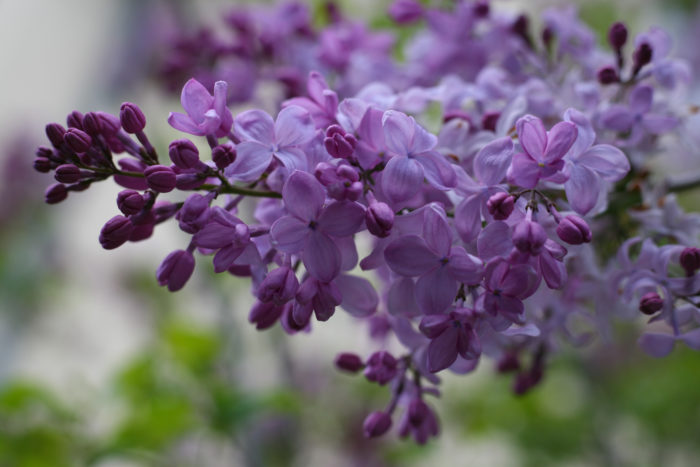 ライラックは関東以北の涼しい気候で春先に良く咲く花です。香りが甘くとてもよく、北海道や長野などでは「庭木としても好まれます。日本よりも海外で特に人気の香りです。