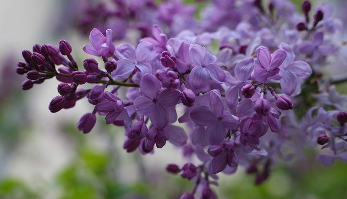 春に紫色の花をつけるオススメの庭木 Lovegreen ラブグリーン