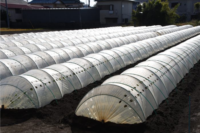 Canva画像 トンネル栽培 寒冷紗