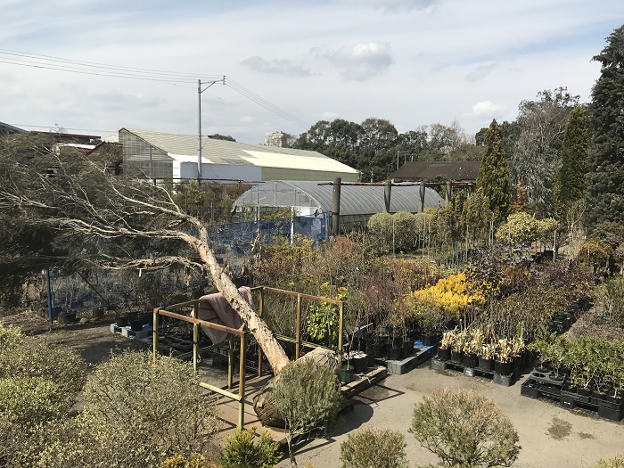 消費者と生産者が良い関係を作る情報配信を オーストラリアプランツを生産 両筑植物センター Lovegreen ラブグリーン