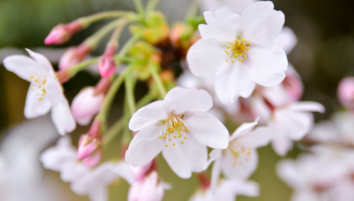 桜は卒業から入学の時期に咲く、日本の春の花代表ともいえるような樹木です。