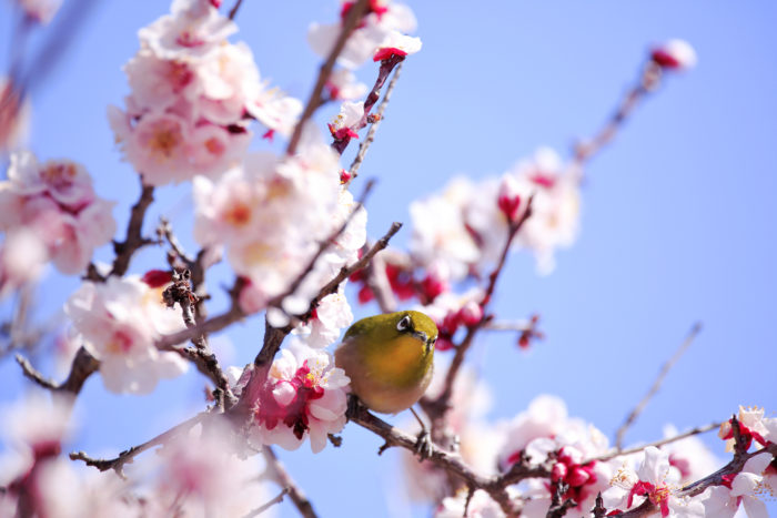お花見の季節に使ってみない 桜にまつわる美しい日本語 Lovegreen ラブグリーン