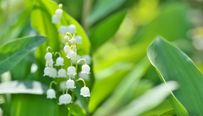 ヨーロッパでは古くから愛する人に花を贈る日があります。イタリアでは3月8日にミモザを。フランスでは5月1日に愛する人へすずらん（鈴蘭）を贈ります。すずらん（鈴蘭）にまつわるエピソードや言い伝えをまとめました。日本では母の日が近いので、プレゼントするのもおすすめです。