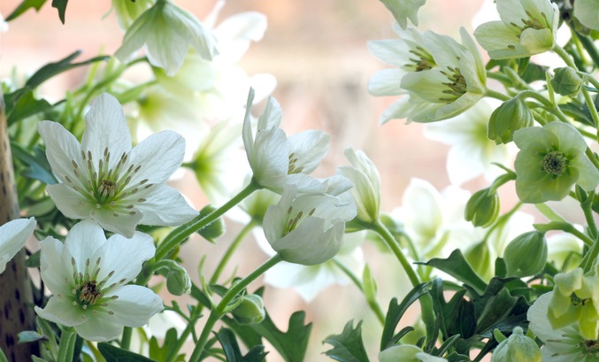 目隠しにも使える 春に花を咲かす 常緑クレマチス Lovegreen ラブグリーン