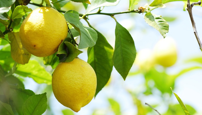 家庭果樹でも人気の柑橘、レモンの剪定方法についてまとめました。レモンの剪定に適した時期や、剪定の方法、仕立て方などについて、イラスト付きでご紹介します。レモンが結実するために必要な剪定知識も併せてご紹介。レモンの仕組みを知り、剪定して収穫してみませんか。