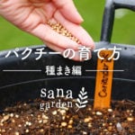 大人気のハーブ「パクチー」も自宅の庭やベランダで育てることができるんです♪ パクチーは半日陰の場所でも育てることができるので、あまり日が当たらないベランダのため、今まで野菜やハーブを育てられなかった方にもチャレンジしてほしいハーブです！