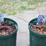 人気の果樹、ブルーベリーの育て方や植え付けなどについて