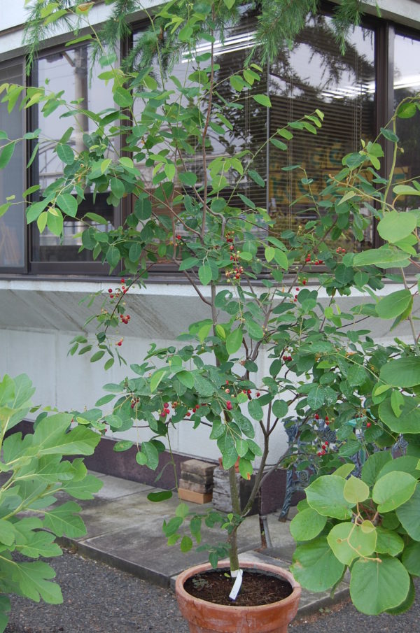 収穫した実でジャムや果実酒も おうちで育てたいオススメ果樹11選 Lovegreen ラブグリーン