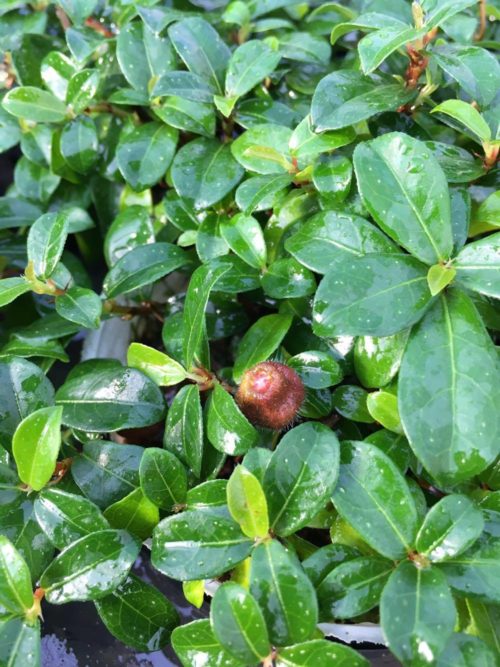 育ててワクワク 飾って楽しい 観葉植物と暮らそう フィカス シャングリラ つる性ガジュマル Lovegreen ラブグリーン
