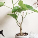 皆さんリビングに観葉植物を置きたいと思ったことはありませんか？ インテリアのカタログや雑誌、ハウスメーカーなどのCMなどには必ずと言っていいほど観葉植物が映っていますよね。そこで今回は思わずリビングに置きたくなる大きい観葉植物を5つご紹介します！