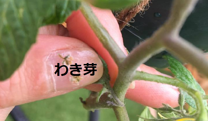 省スペースで楽しめる ミニトマトの逆さ植え 空中栽培 途中経過 Lovegreen ラブグリーン