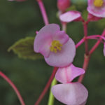 Amazon.co.jp: Begonia of China English Chineseベゴニア図鑑