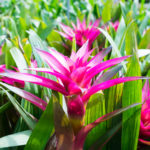 グズマニアの育て方 Lovegreen ラブグリーン