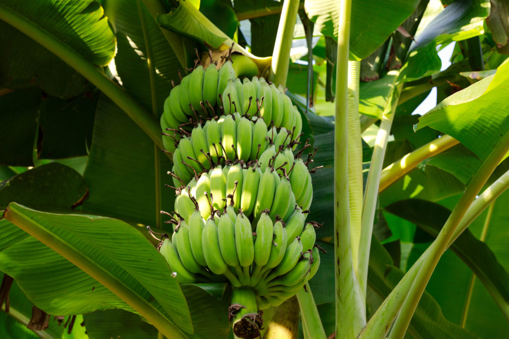 バナナの育て方 栽培 Lovegreen ラブグリーン