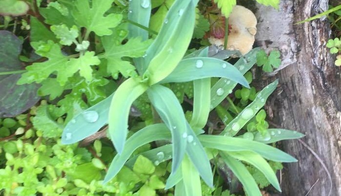 雨の時の植物たちも雨の時しか見ることができない美しさを持っていることが分かります。