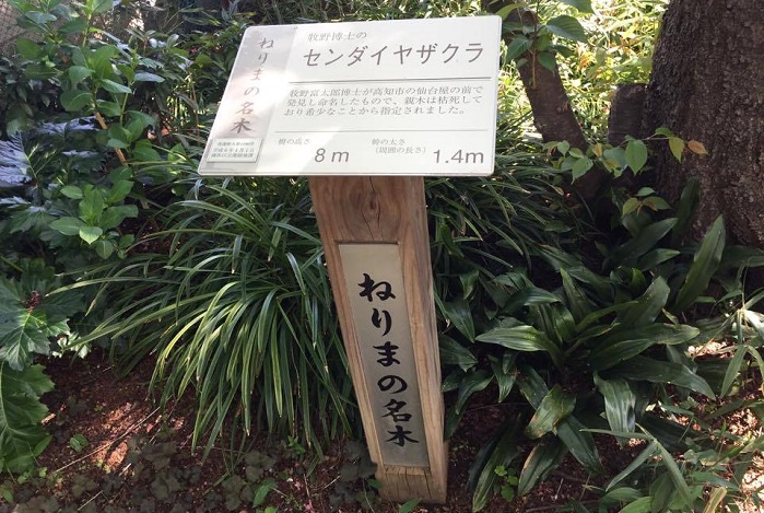 牧野富太郎記念館に植えてあるセンダイヤは、ねりまの名木とされています。  ねりまの名木とは 練馬区内にある練馬を象徴するような大きな木や、日常生活の中で昔から大切に守られてきた古木のことをねりまの名木として指定しています。