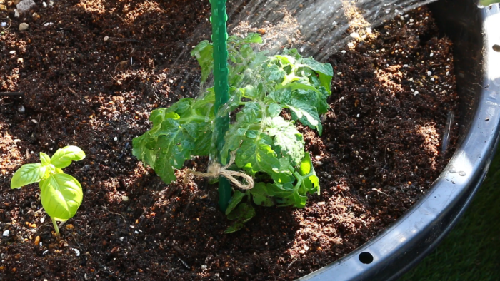 植えたばかりのミニトマトの苗は土に活着するまでに少し時間がかかります。その際根が乾燥してしまわないためにも、植え付けから1週間位はしっかりと水を与えます。
