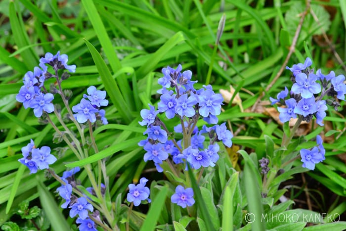 季節の庭仕事 花をたくさん咲かせるために大切なこと Lovegreen ラブグリーン