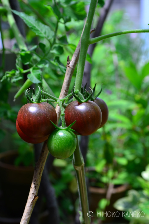 最近は、こんなブラック系のトマトもあります。