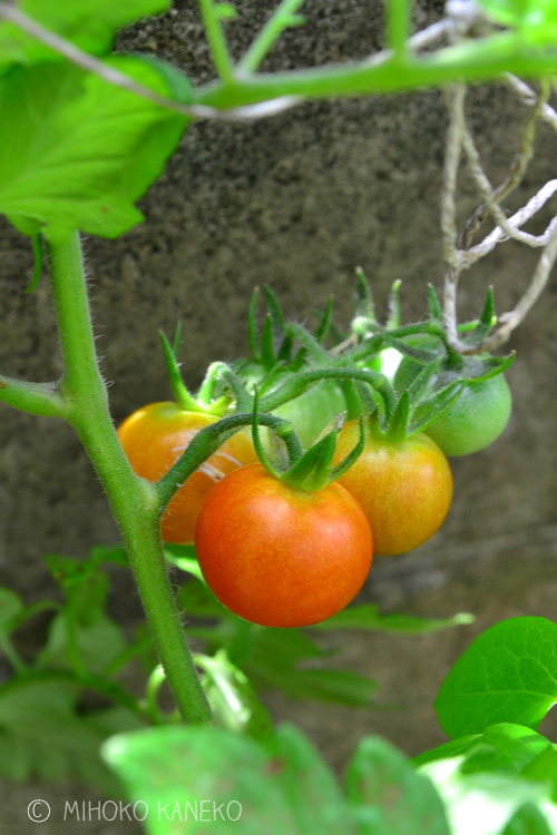 大玉トマトは管理する過程での作業が若干難しいので、初めてトマトにチャレンジするのなら、ミニトマトをおすすめします。