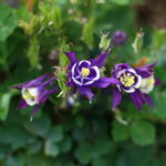 オダマキ 苧環 の育て方 Lovegreen ラブグリーン