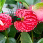 アンスリウムの育て方 Lovegreen ラブグリーン